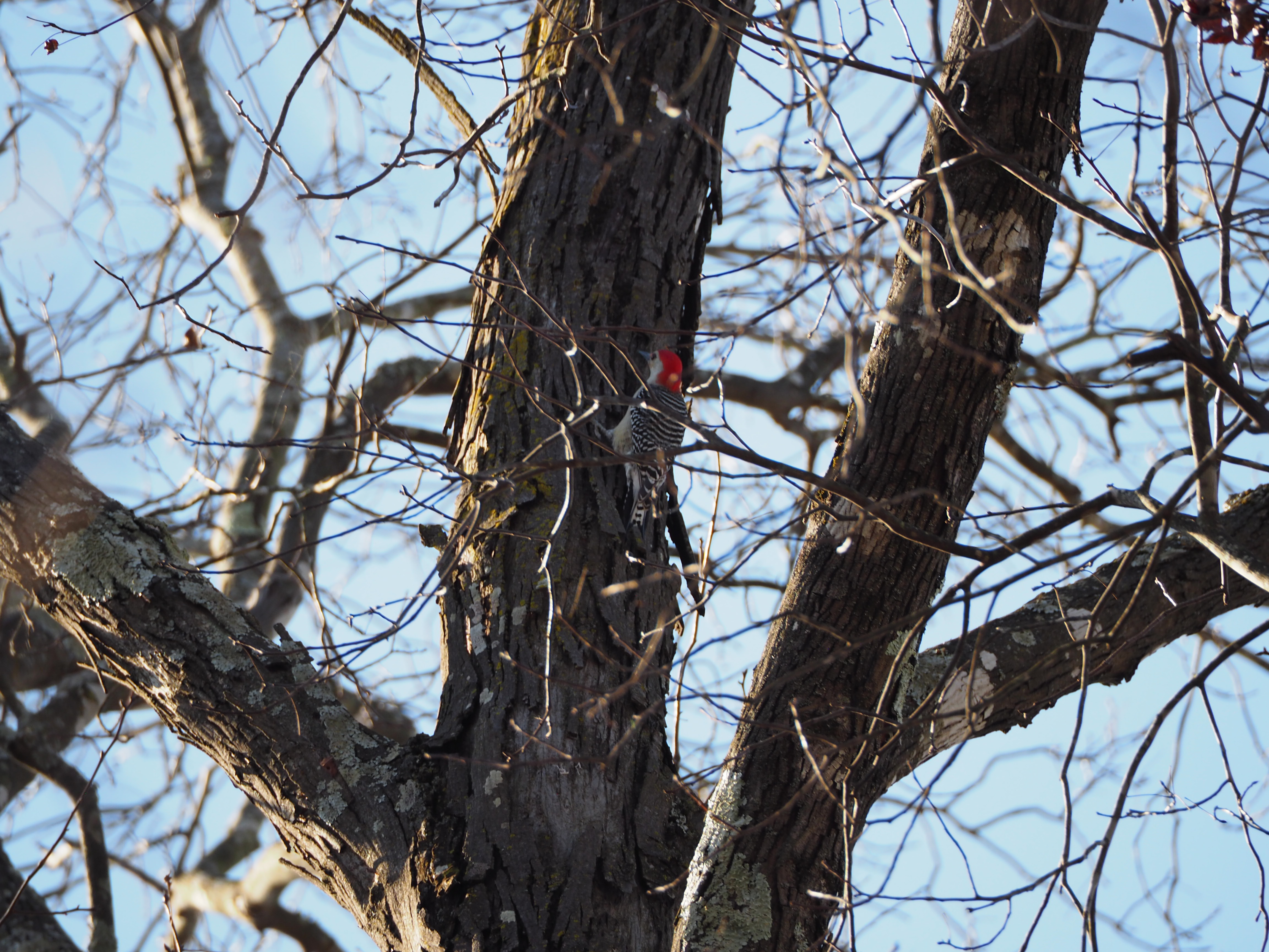 red-headed-woodpecker.jpg